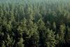 Head for the trees